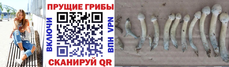 Купить закладки  Ногинск  Псилоцибиновые грибы мицелий 